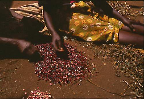 BEAN VARITY IN AFRICA