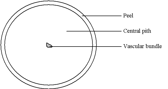 TRANSVERSAL SECTION OF A CASSAVA ROOT (6KB)