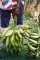 BUNCHES OF PLANTAIN